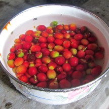 Premium coffee (raw) harvested on the Hacianda Coloma in Fusagasuga